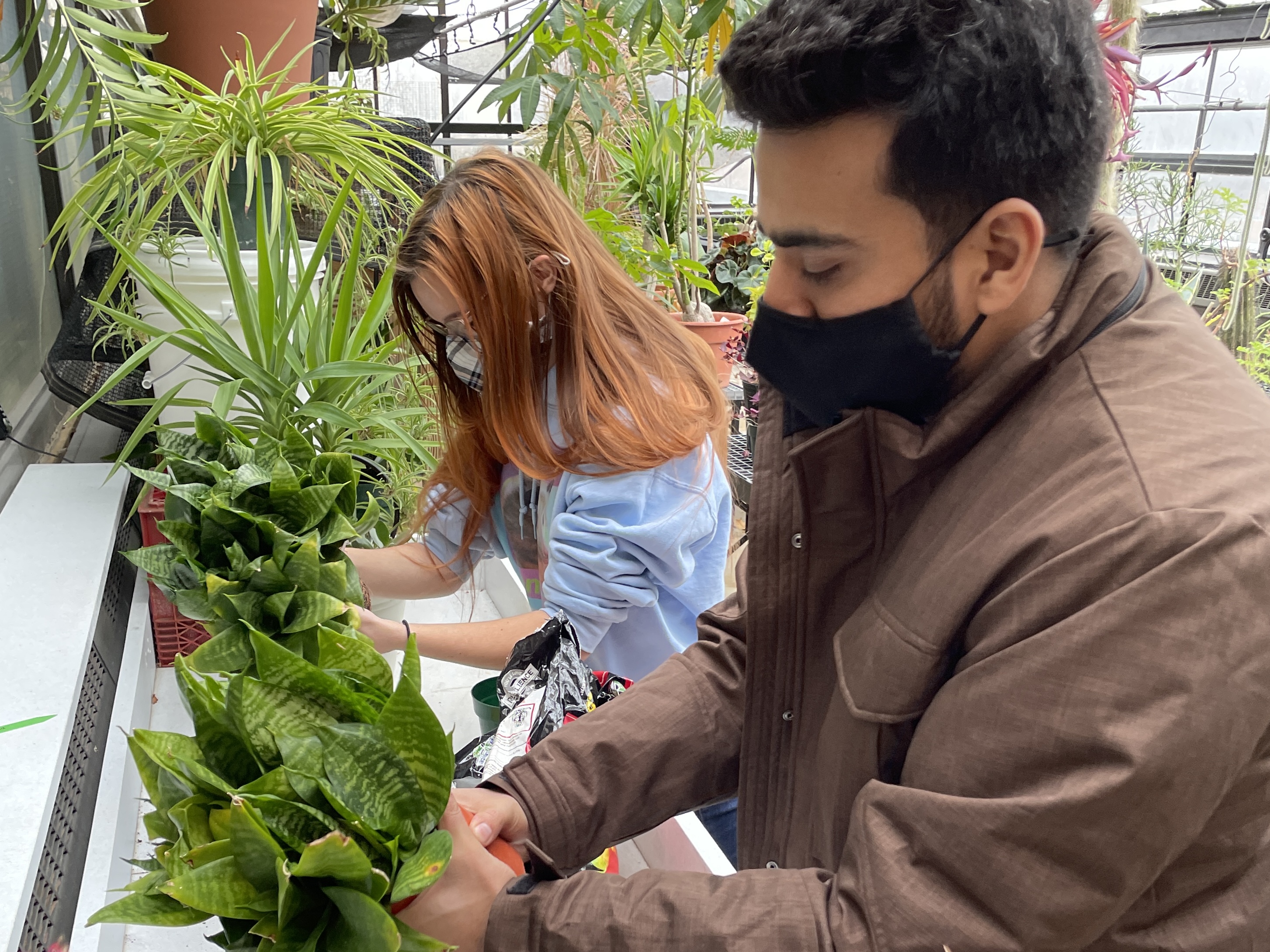 HCC Biology students, Jay and Keshav, examine green leafed plants in the HCC Greenhouse